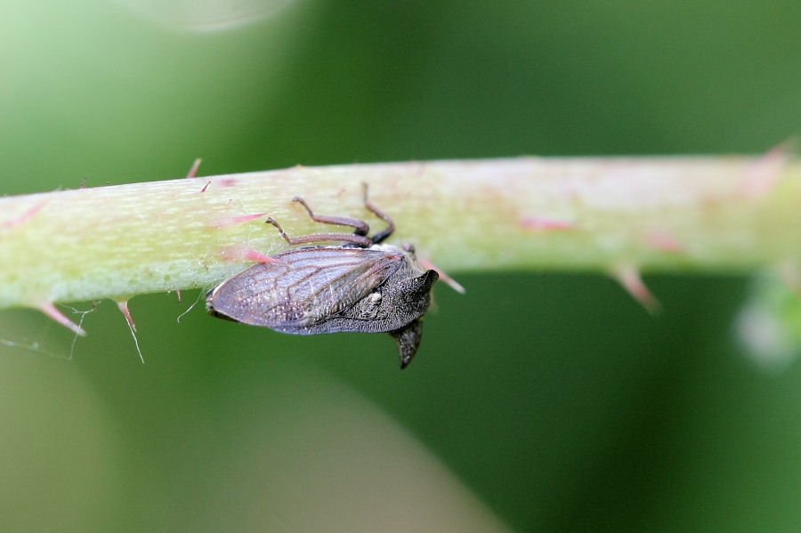 Centrotus cornutus in accoppiamento